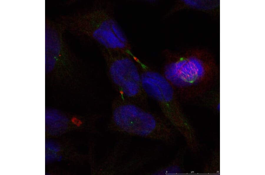 Immunofluorescence - Elk1 (Ab-389) Antibody from Signalway Antibody (21037) - Antibodies.com