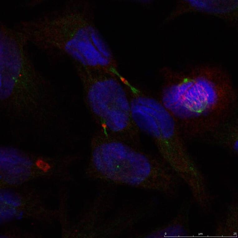 Immunofluorescence - Elk1 (Ab-389) Antibody from Signalway Antibody (21037) - Antibodies.com