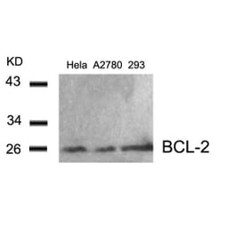 Western blot - BCL-2 (Ab-56) Antibody from Signalway Antibody (21059) - Antibodies.com