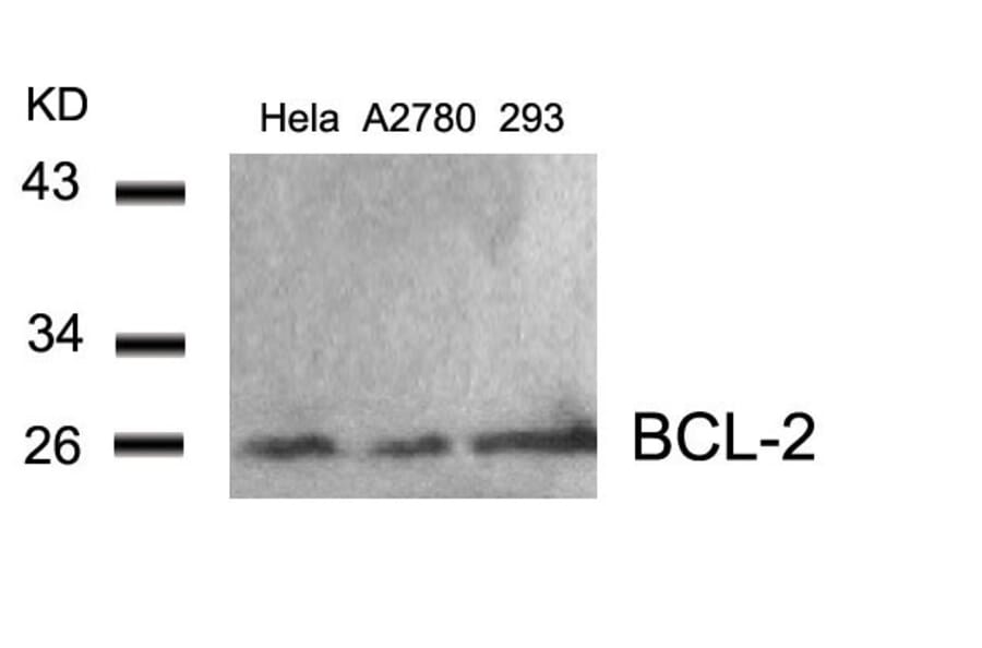 Western blot - BCL-2 (Ab-56) Antibody from Signalway Antibody (21059) - Antibodies.com