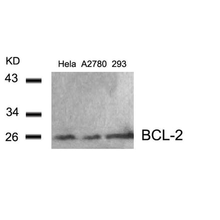 Western blot - BCL-2 (Ab-56) Antibody from Signalway Antibody (21059) - Antibodies.com