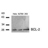 Western blot - BCL-2 (Ab-56) Antibody from Signalway Antibody (21059) - Antibodies.com