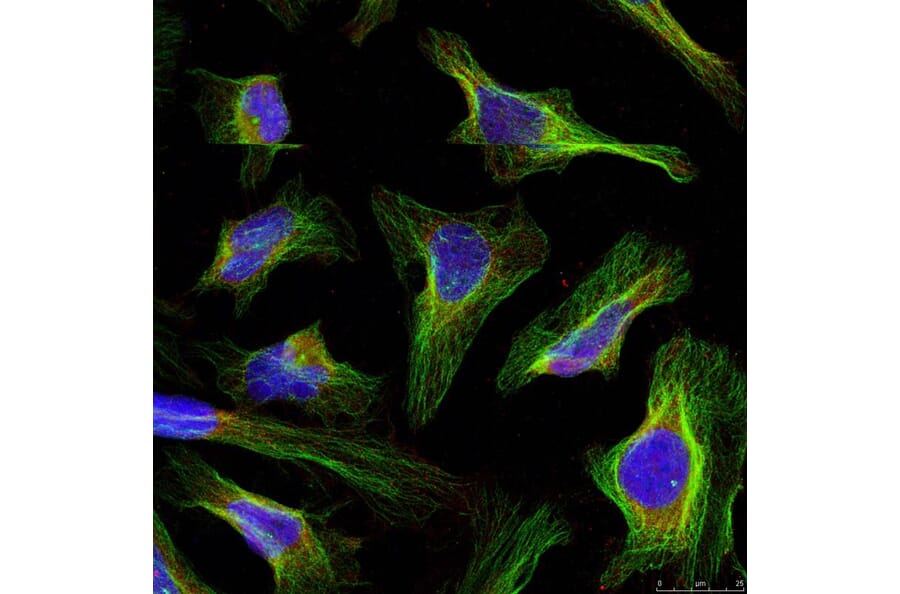 Immunofluorescence - BCL-2 (Ab-56) Antibody from Signalway Antibody (21059) - Antibodies.com