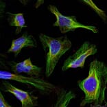 Immunofluorescence - BCL-2 (Ab-56) Antibody from Signalway Antibody (21059) - Antibodies.com