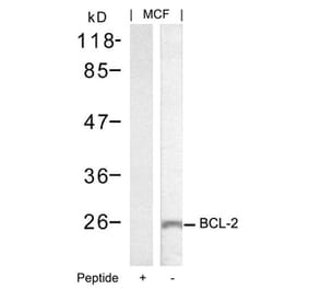 Western blot - BCL-2 (Ab-70) Antibody from Signalway Antibody (21060) - Antibodies.com