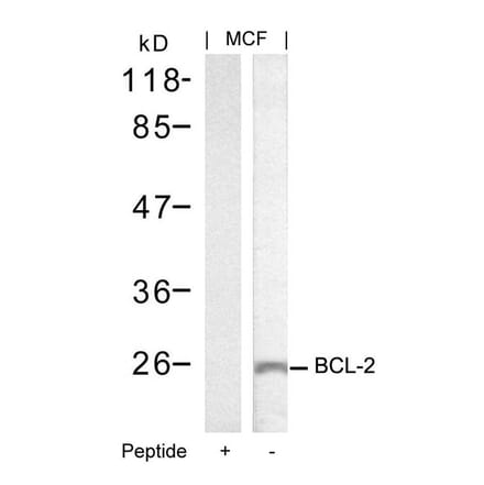 Western blot - BCL-2 (Ab-70) Antibody from Signalway Antibody (21060) - Antibodies.com