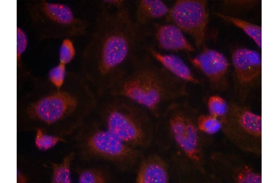 Immunofluorescence - BCL-2 (Ab-70) Antibody from Signalway Antibody (21060) - Antibodies.com