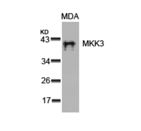 Western blot - MKK3 (Ab-189) Antibody from Signalway Antibody (21116) - Antibodies.com