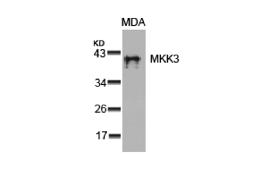 Western blot - MKK3 (Ab-189) Antibody from Signalway Antibody (21116) - Antibodies.com