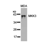 Western blot - MKK3 (Ab-189) Antibody from Signalway Antibody (21116) - Antibodies.com