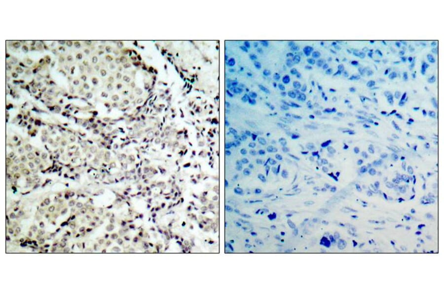 Immunohistochemistry - MKK3 (Ab-189) Antibody from Signalway Antibody (21116) - Antibodies.com