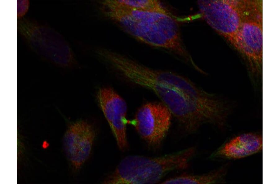 Immunofluorescence - MKK3 (Ab-189) Antibody from Signalway Antibody (21116) - Antibodies.com