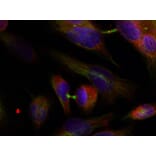 Immunofluorescence - MKK3 (Ab-189) Antibody from Signalway Antibody (21116) - Antibodies.com