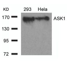 Western blot - ASK1 (Ab-966) Antibody from Signalway Antibody (21134) - Antibodies.com
