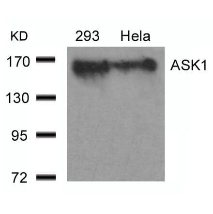 Western blot - ASK1 (Ab-966) Antibody from Signalway Antibody (21134) - Antibodies.com