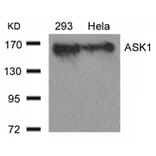 Western blot - ASK1 (Ab-966) Antibody from Signalway Antibody (21134) - Antibodies.com
