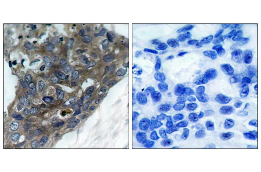 Immunohistochemistry - ASK1 (Ab-966) Antibody from Signalway Antibody (21134) - Antibodies.com