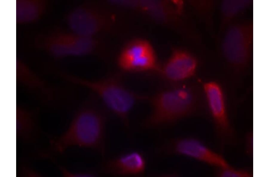 Immunofluorescence - ASK1 (Ab-966) Antibody from Signalway Antibody (21134) - Antibodies.com