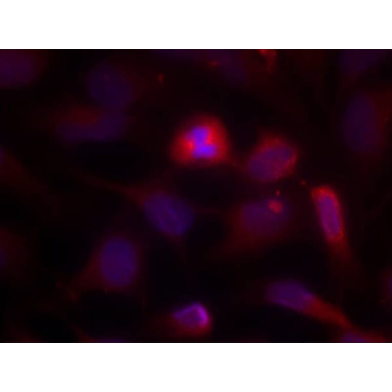 Immunofluorescence - ASK1 (Ab-966) Antibody from Signalway Antibody (21134) - Antibodies.com