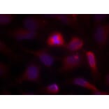 Immunofluorescence - ASK1 (Ab-966) Antibody from Signalway Antibody (21134) - Antibodies.com