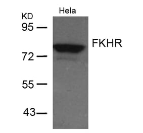 Western blot - FKHR (Ab-256) Antibody from Signalway Antibody (21138) - Antibodies.com