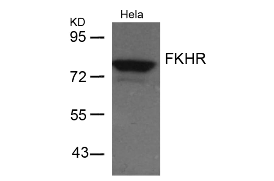 Western blot - FKHR (Ab-256) Antibody from Signalway Antibody (21138) - Antibodies.com