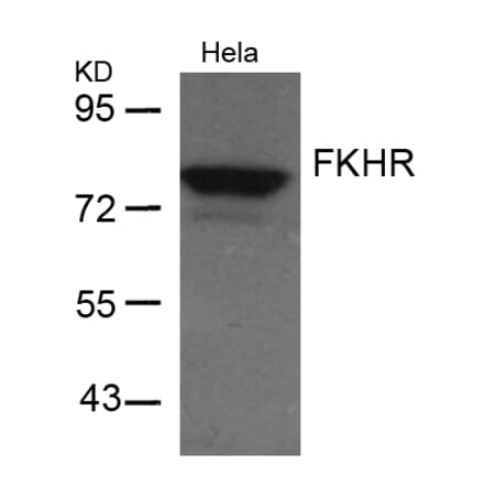 Western blot - FKHR (Ab-256) Antibody from Signalway Antibody (21138) - Antibodies.com