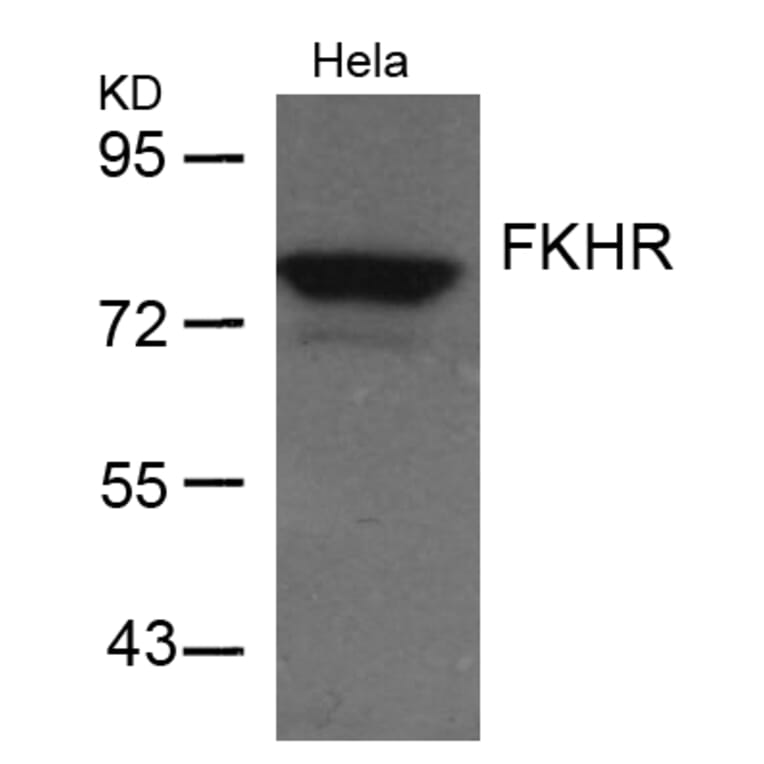 Western blot - FKHR (Ab-256) Antibody from Signalway Antibody (21138) - Antibodies.com