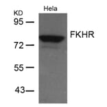Western blot - FKHR (Ab-256) Antibody from Signalway Antibody (21138) - Antibodies.com