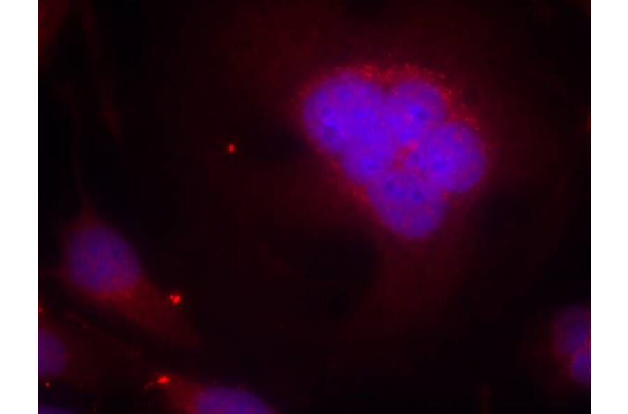 Immunofluorescence - FKHR (Ab-256) Antibody from Signalway Antibody (21138) - Antibodies.com
