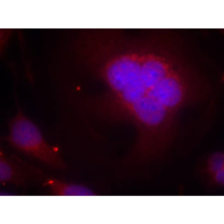 Immunofluorescence - FKHR (Ab-256) Antibody from Signalway Antibody (21138) - Antibodies.com