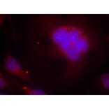 Immunofluorescence - FKHR (Ab-256) Antibody from Signalway Antibody (21138) - Antibodies.com