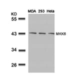 Western blot - MKK6 (Ab-207) Antibody from Signalway Antibody (21153) - Antibodies.com