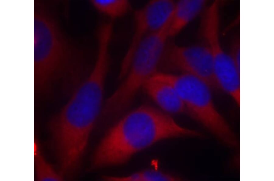 Immunofluorescence - MKK6 (Ab-207) Antibody from Signalway Antibody (21153) - Antibodies.com