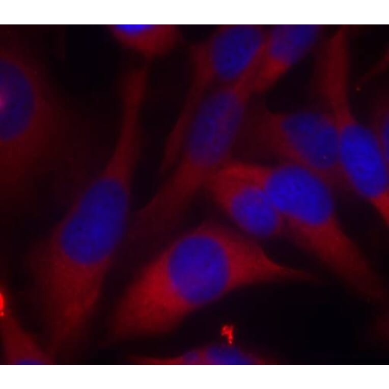 Immunofluorescence - MKK6 (Ab-207) Antibody from Signalway Antibody (21153) - Antibodies.com
