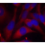 Immunofluorescence - MKK6 (Ab-207) Antibody from Signalway Antibody (21153) - Antibodies.com