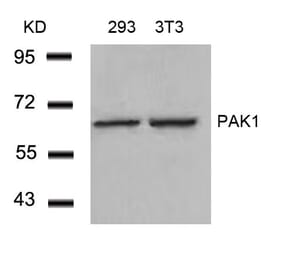 Western blot - PAK1 (Ab-212) Antibody from Signalway Antibody (21160) - Antibodies.com
