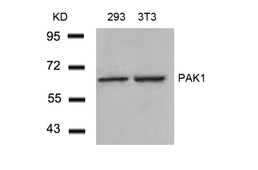 Western blot - PAK1 (Ab-212) Antibody from Signalway Antibody (21160) - Antibodies.com