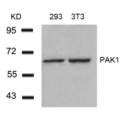Western blot - PAK1 (Ab-212) Antibody from Signalway Antibody (21160) - Antibodies.com
