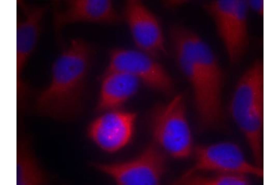 Immunofluorescence - PAK1 (Ab-212) Antibody from Signalway Antibody (21160) - Antibodies.com