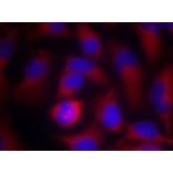 Immunofluorescence - PAK1 (Ab-212) Antibody from Signalway Antibody (21160) - Antibodies.com