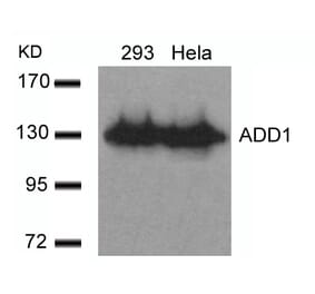 Western blot - ADD1 (Ab-726) Antibody from Signalway Antibody (21189) - Antibodies.com