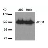 Western blot - ADD1 (Ab-726) Antibody from Signalway Antibody (21189) - Antibodies.com