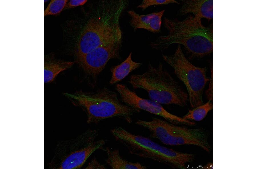 Immunofluorescence - ADD1 (Ab-726) Antibody from Signalway Antibody (21189) - Antibodies.com
