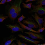 Immunofluorescence - ADD1 (Ab-726) Antibody from Signalway Antibody (21189) - Antibodies.com