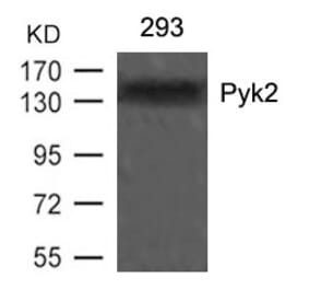Western blot - Pyk2 (Ab-402) Antibody from Signalway Antibody (21209) - Antibodies.com
