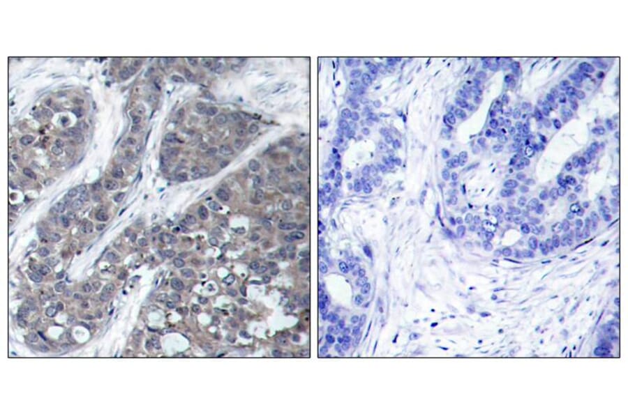 Immunohistochemistry - Pyk2 (Ab-402) Antibody from Signalway Antibody (21209) - Antibodies.com