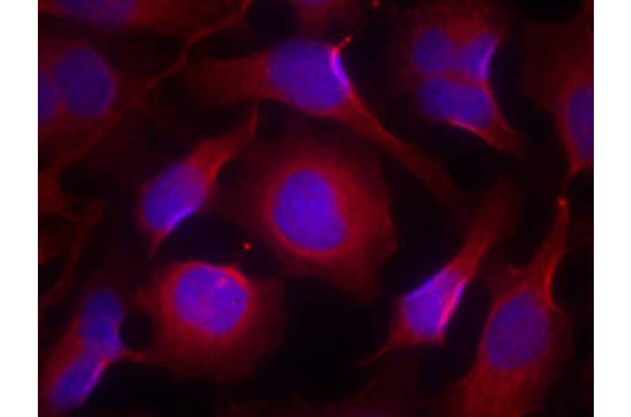 Immunofluorescence - Pyk2 (Ab-402) Antibody from Signalway Antibody (21209) - Antibodies.com