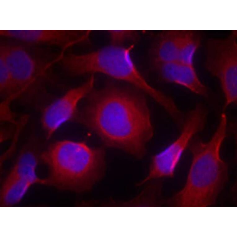 Immunofluorescence - Pyk2 (Ab-402) Antibody from Signalway Antibody (21209) - Antibodies.com