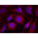 Immunofluorescence - Pyk2 (Ab-402) Antibody from Signalway Antibody (21209) - Antibodies.com